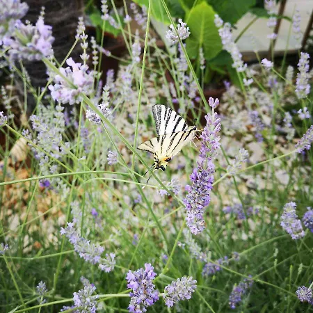 Rita Kiwi Appartement *