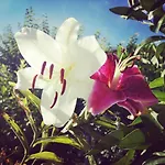 Rita Kiwi * Novigrad Istria