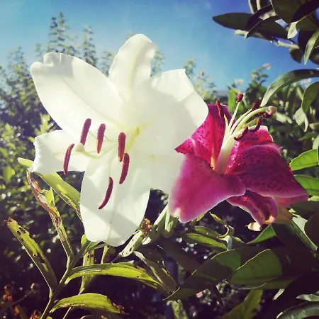 Rita Kiwi * Novigrad Istria