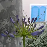 Rita Kiwi *