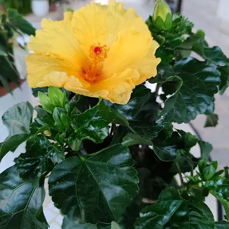 Rita Kiwi דירה *