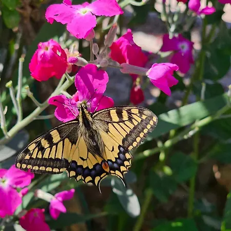 Rita Kiwi Apartament *