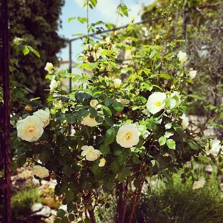 Rita Kiwi Novigrad (Istria)