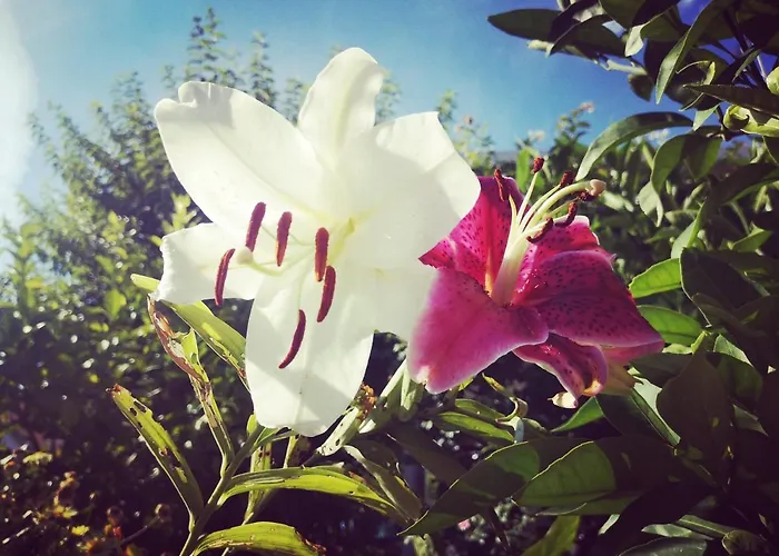 Rita Kiwi * Novigrad (Istria)