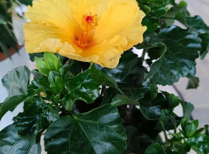 Rita Kiwi Apartman *