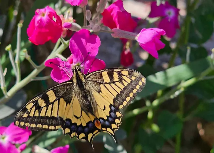 Rita Kiwi Apartman *