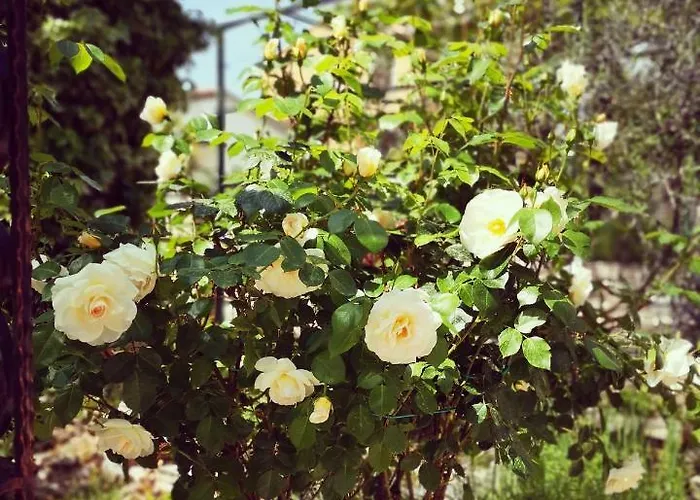 Rita Kiwi Novigrad (Istria)