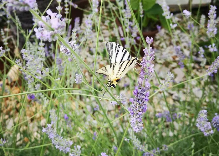 Rita Kiwi Apartman *