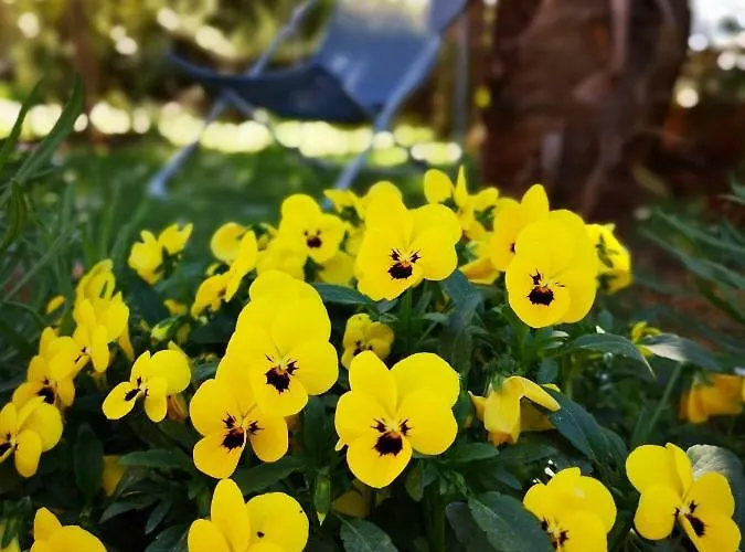 Rita Kiwi Novigrad (Istria)